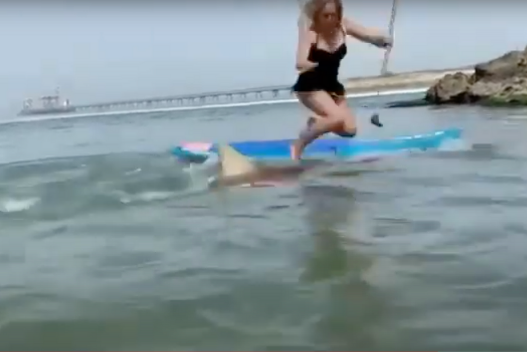 paddleboarder is thrown into the water by a shark