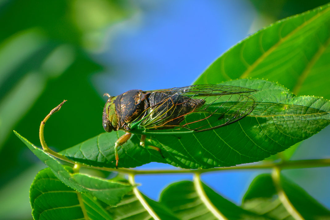 Cicada on a leaf