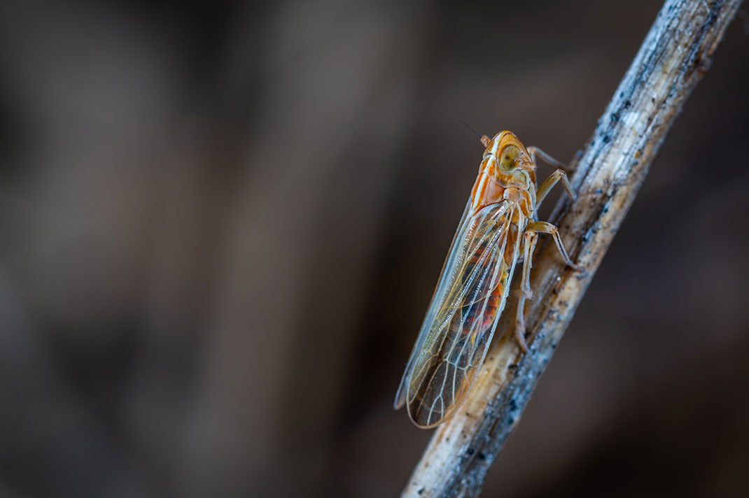 Cicada on a tree branch.