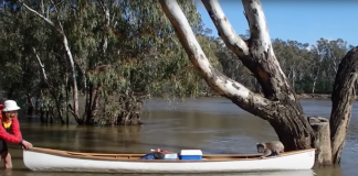 koala rescued in a canoe