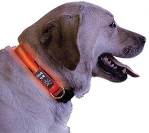 Glowing orange dog collar around dog's neck