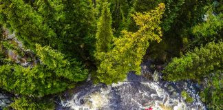 Overhead shot of person in red whitewater kayak on a river with trees along the bank.