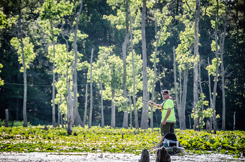 man stands and fishes among lily pads on Alabama's Wheeler Lake
