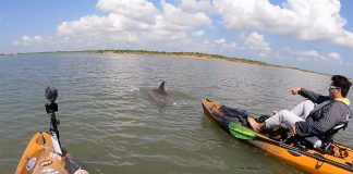 two kayak anglers point at a dolphin swimming in front of them