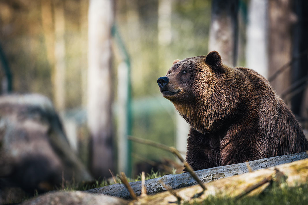 Close-Up Photography of Grizzly Bear | Photo by Janko Ferlic from Pexels