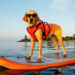 How To Choose The Perfect Life Jacket For Your Dog Dog wearing sunglasses and life jacket, standing on paddleboard