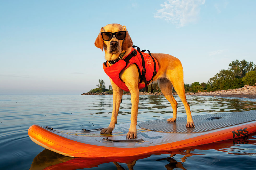 Dog wearing sunglasses and life jacket, standing on paddleboard
