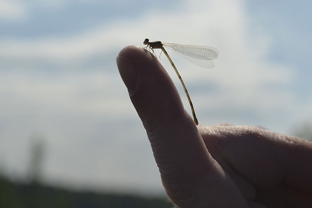 insects like this dragonfly are one natural fishing cue not to ignore