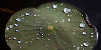 water droplets resting on a lilypad