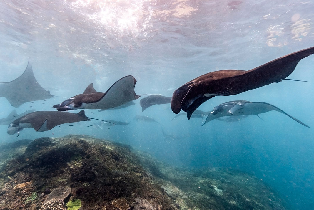 a school of manta rays swim underwater
