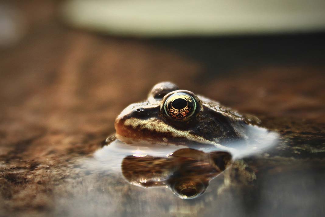 sing with frogs, like this one, as an after-dark family camping activity
