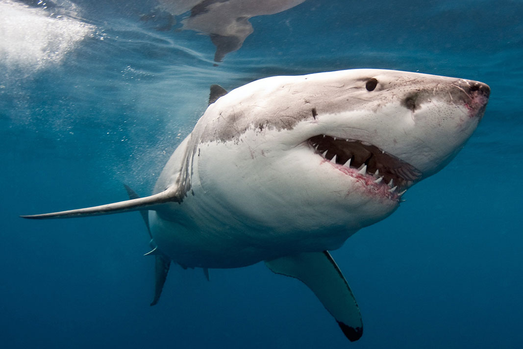 GREAT WHITES CAN GROW UP TO 20 FEET LONG. | Photo: shutterstock.com