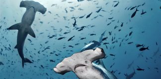 hammerhead sharks swim underwater in a school of fish