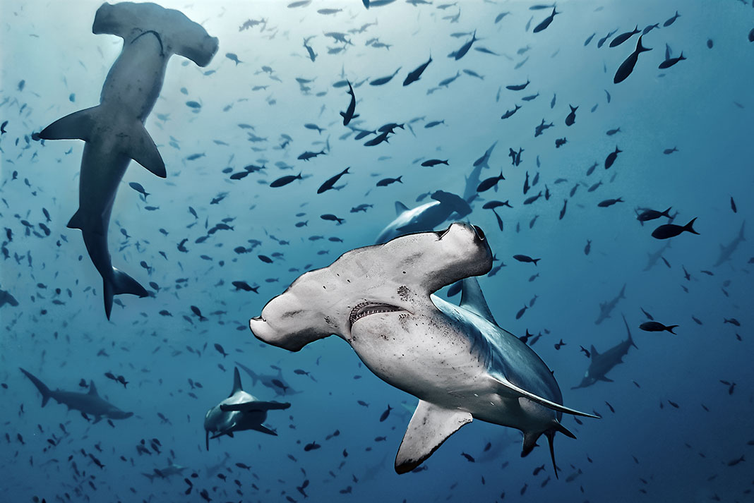 A hammerhead shark has better vision and greater depth perception. | Photo: shutterstock.com