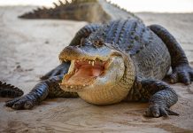 The name alligator is an anglicized form of the Spanish el lagarto or “the lizard.” | Photo: shutterstock.com