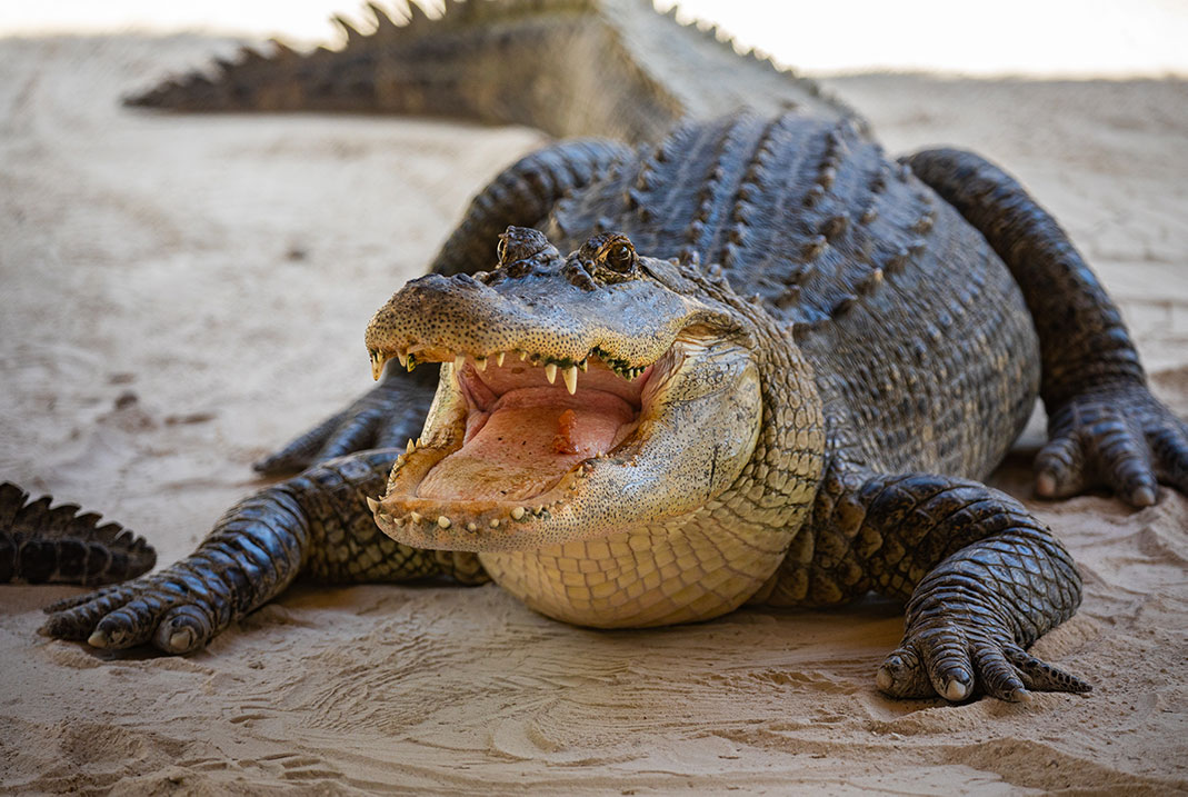 The name alligator is an anglicized form of the Spanish el lagarto or “the lizard.” | Photo: shutterstock.com