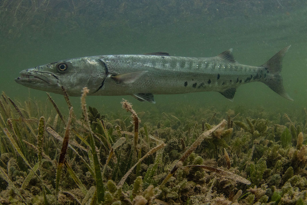 a barracuda lurks near the weedy bottom in shallow water