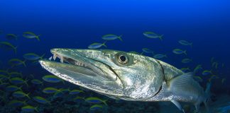a large barracuda swims with a school of smaller fish