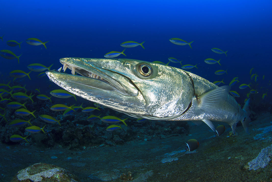 Large barracuda have been implicated in cases of ciguatera food poisoning, making them inedible. | Photo: shutterstock.com