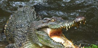 saltwater crocodile, the largest living reptile you can encounter