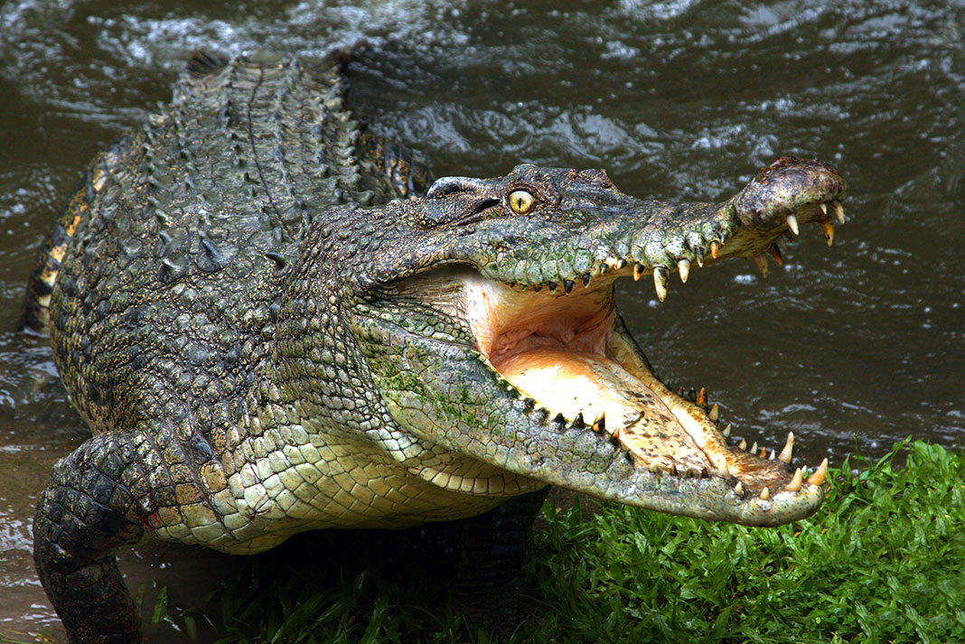 Saltwater crocodiles are the largest living reptiles. JUST SAYIN’. | Photo: shutterstock.com