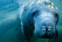 an underwater manatee, one of the scariest wildlife encounters for Florida paddlers