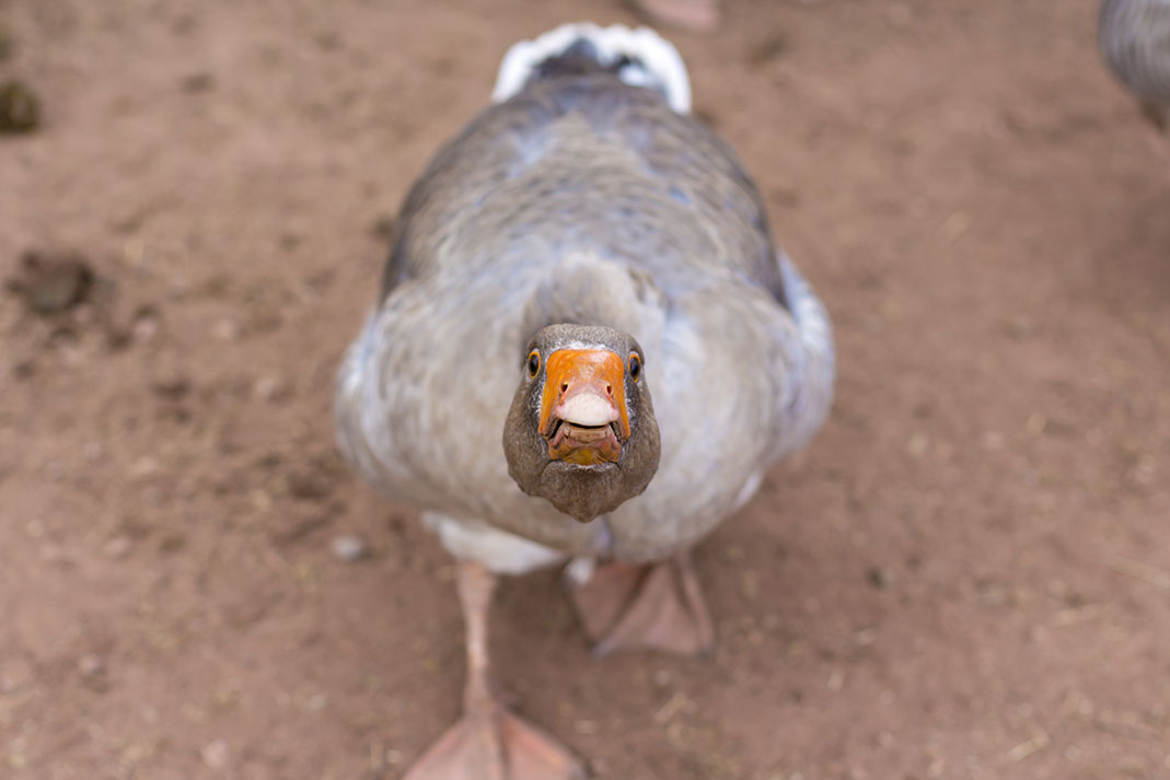 Territorial goose. | Photo: shutterstock.com