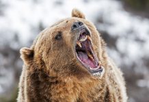 grizzly bear roaring during wildlife encounters