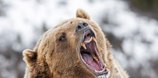 grizzly bear roaring during wildlife encounters