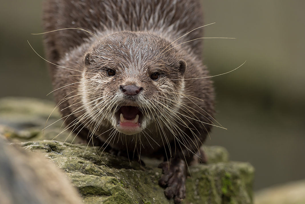River otter. | Photo: shutterstock.com