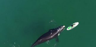 a giant whale swims within touching distance of a standup paddleboarder