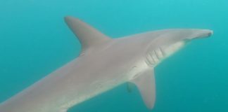 underwater shot of a hammerhead shark circling a pair of offshore kayak anglers