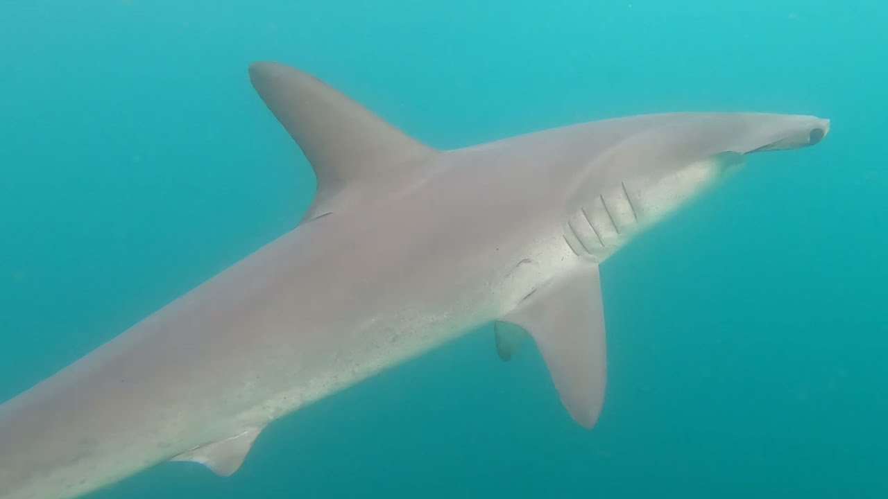 Hammerhead Shark Circles Offshore Kayak Anglers (Video) Kayak Angler