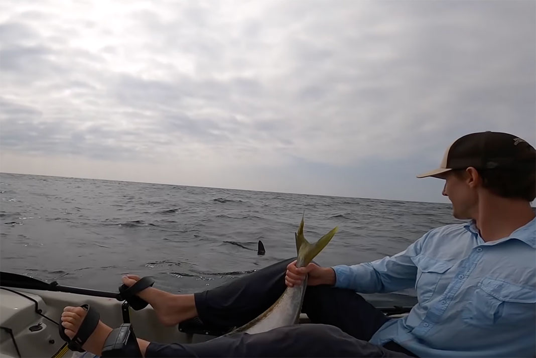 kayak angler sees the fin of a hammerhead shark after catching a yellowtail