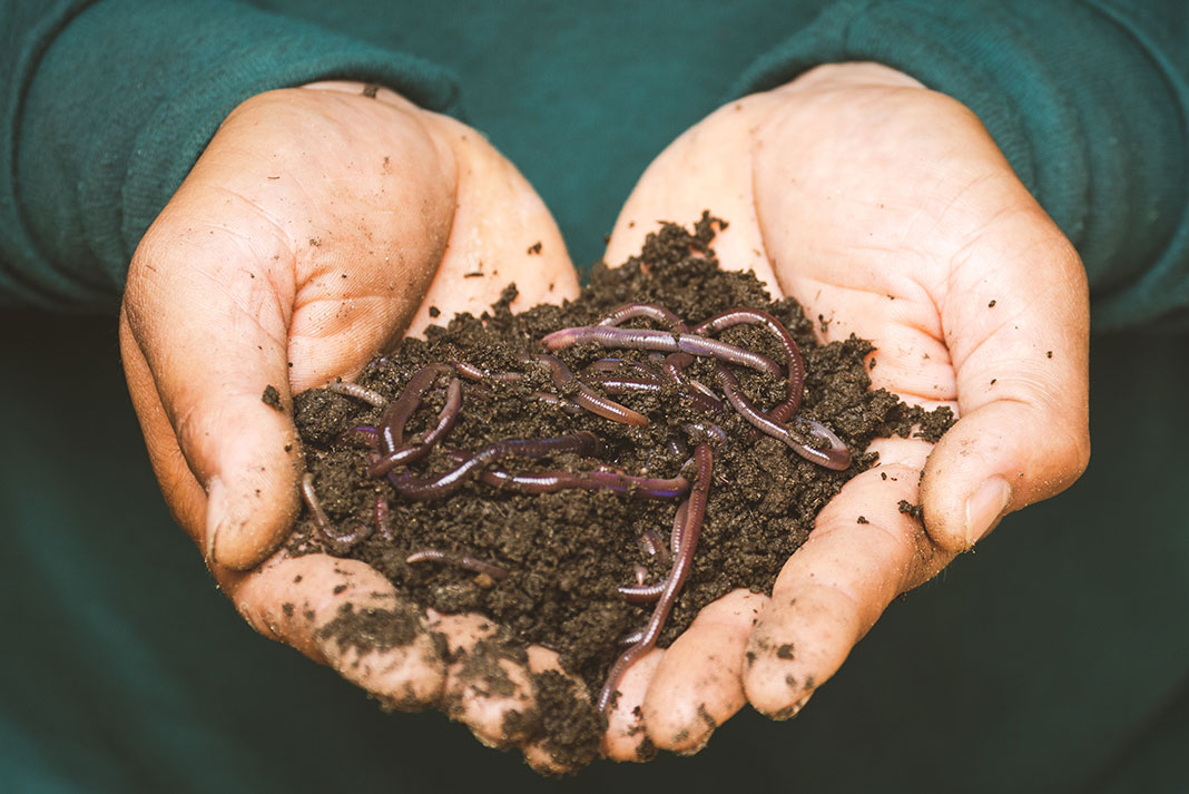 a person holding a handful of worms and earth