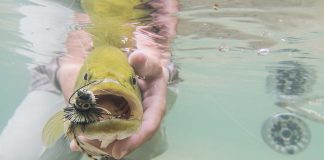 angler holds a yellow fish underwater with a lure in its mouth