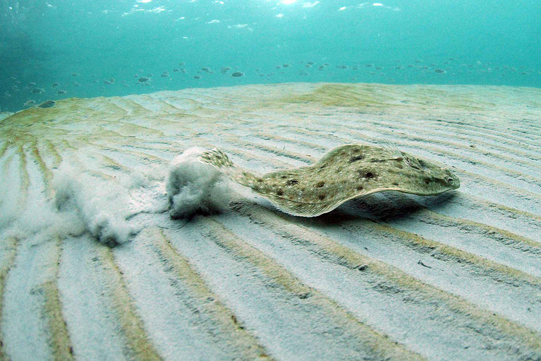a flounder or fluke, subject of fishing, swims along the sandy seafloor