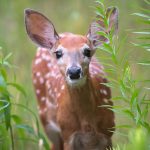 7 Do’s And Don’ts For Amazing Wildlife Photography a deer fawn looking at the camera during wildlife photography session