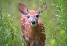 a deer fawn looking at the camera during wildlife photography session