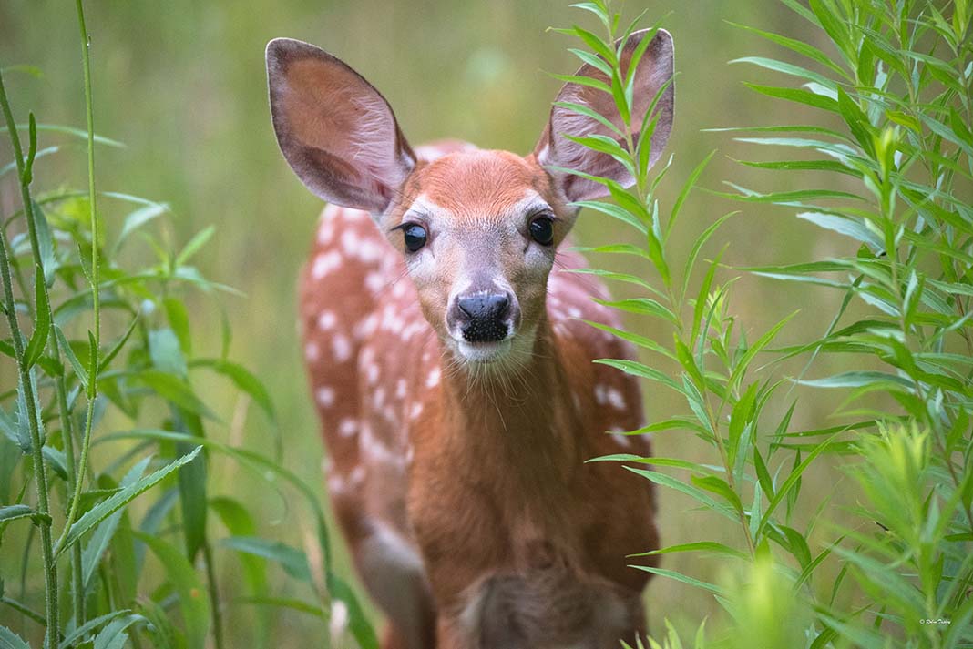 Fun fact: Time magazine ranked Disney's 1942 animated feature film Bambi as one of the top 10 saddest kids' movies ever made. | Photo: Robin Tapely