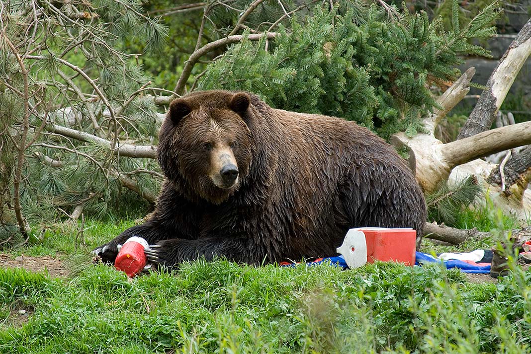 The day the teddy bear got his picnic. | Photo: istockphoto.com