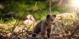 asking to play with a brown bear cub, pictured, is one of the stupidest canoe tripping questions