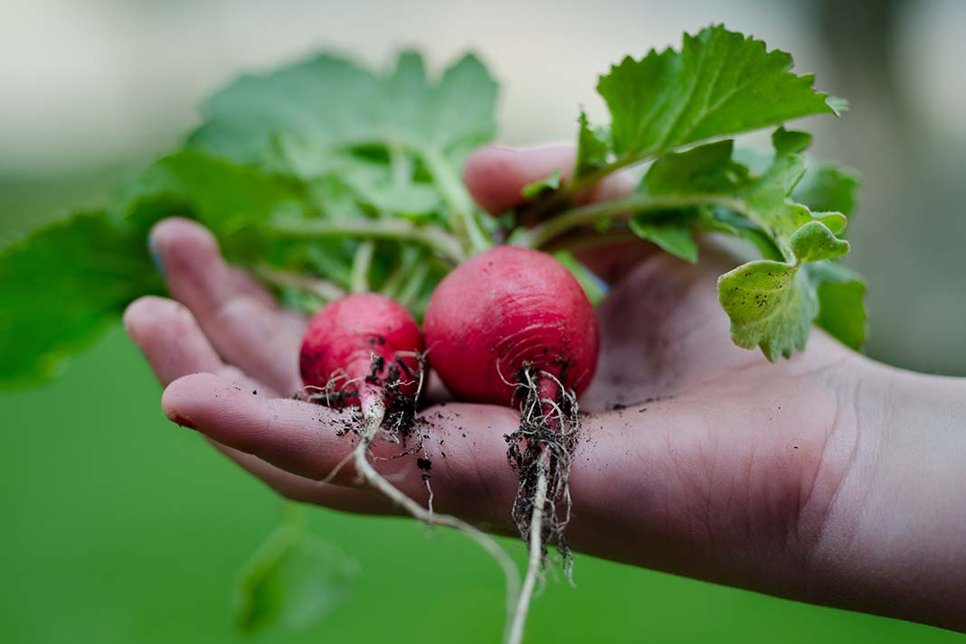 plant a garden, like these radishes, to stretch your paddling budget