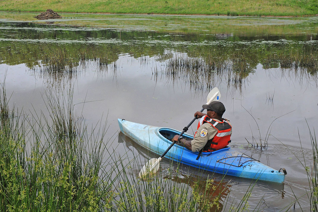 conservation enforcement officer paddles a kayak through a grassy wetland
