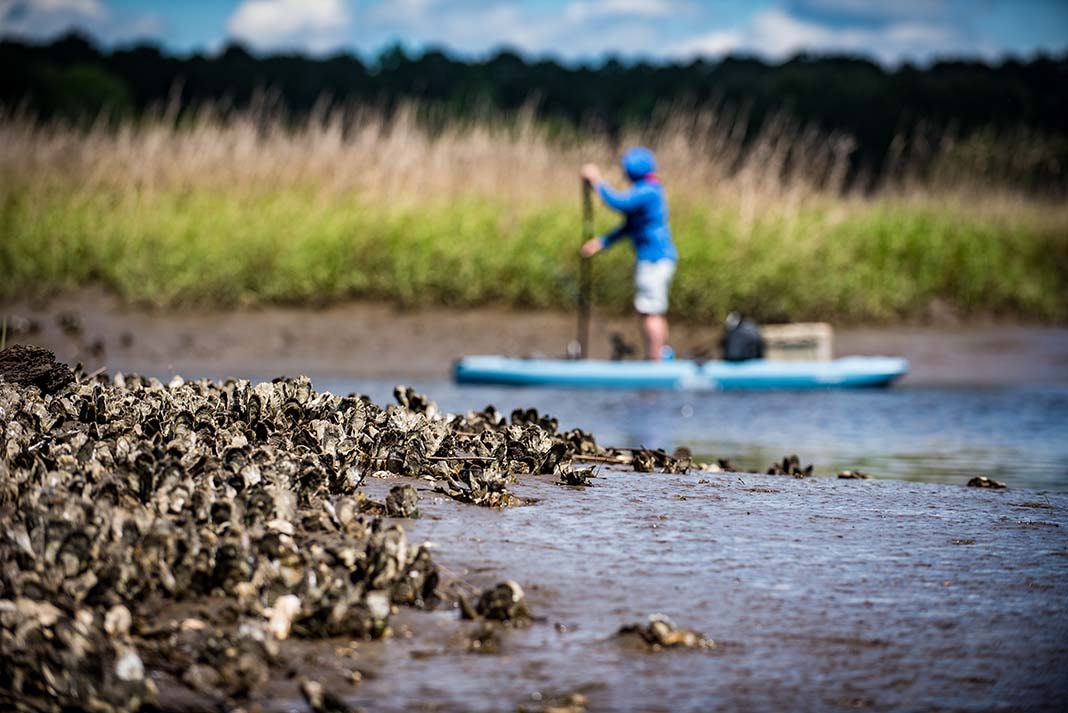 The tide falls, exposing oysters and muddy flats. | Photo: Aaron Black-Schmidt