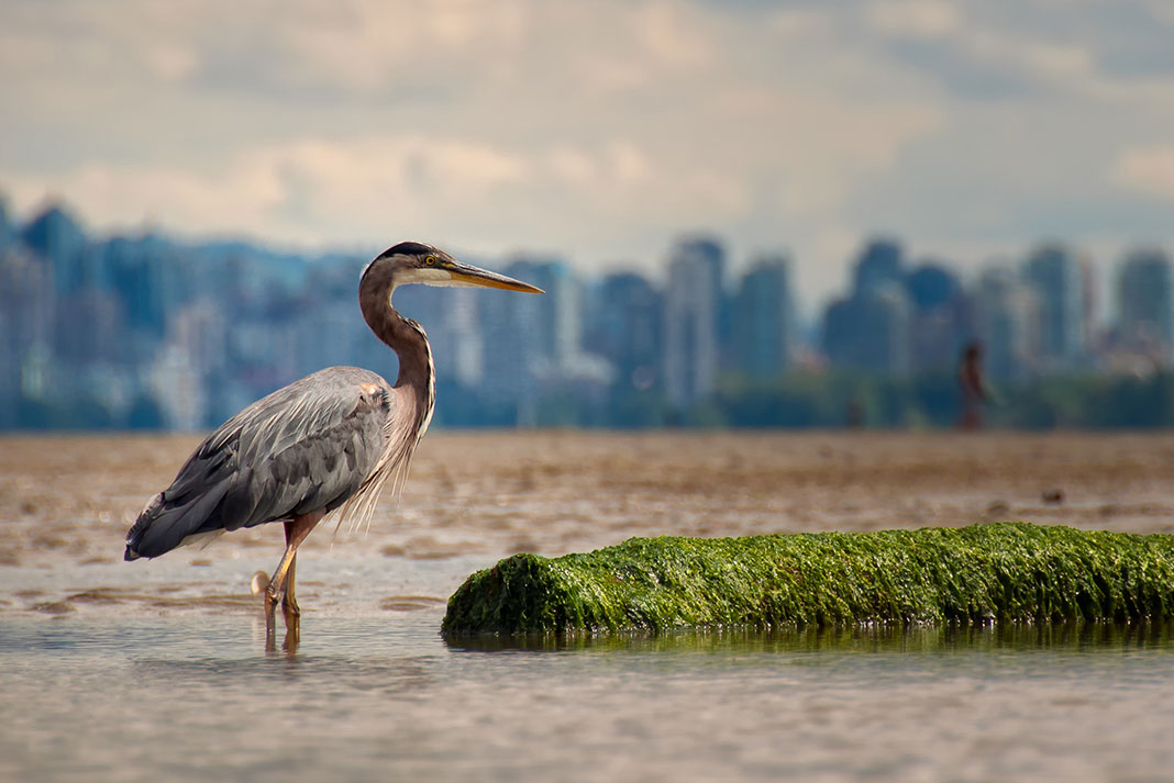 a heron stands in muddy water