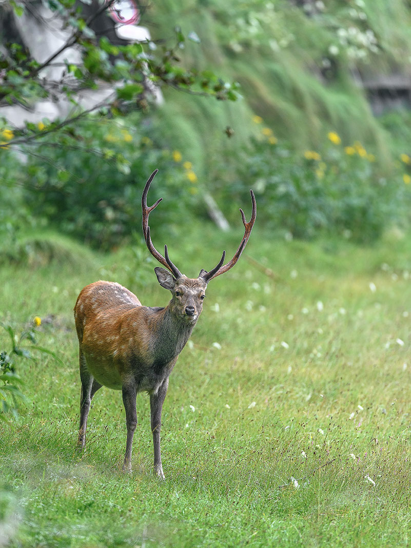 Deer with large antlers staring at camera.