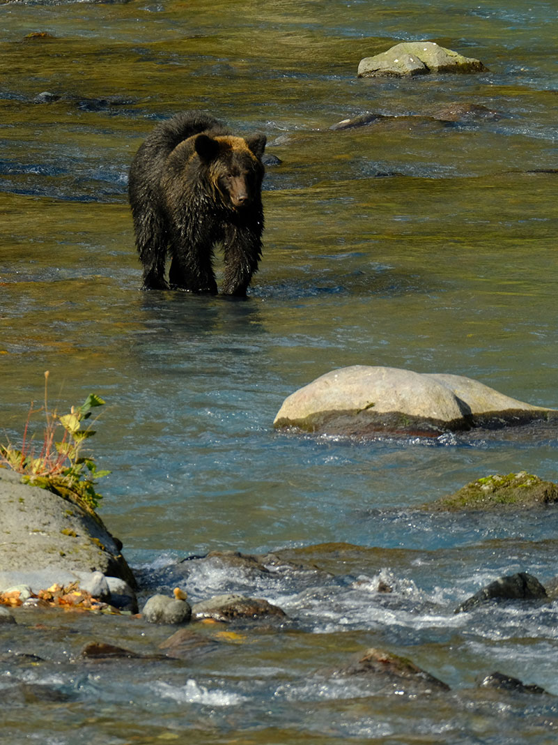 Brown bear walking in stream.
