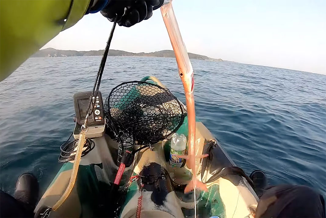 kayak angler holds up a cornetfish caught in Yamaguchi Japan
