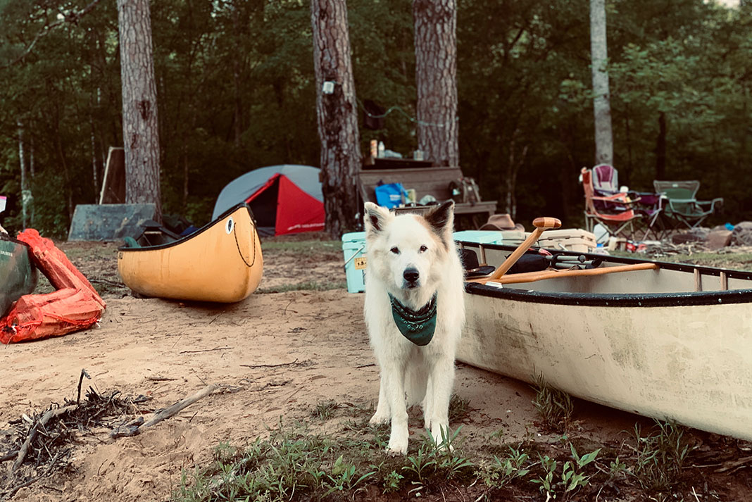 a white dog with handkerchief looks at camera from sandy campsite surrounded by canoes